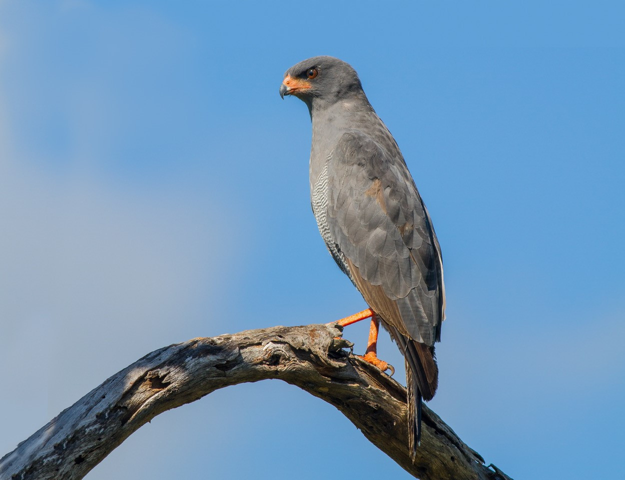 image Dark Chanting Goshawk